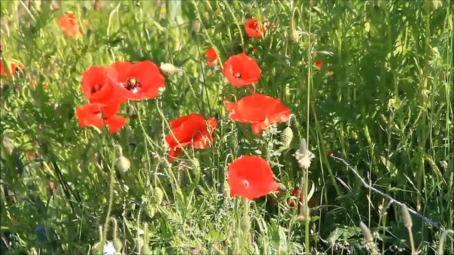 poppy flowers between gasses in the nature
