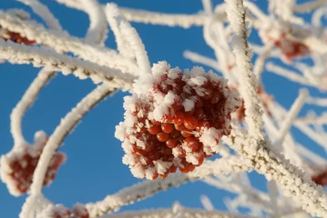 Foto auf Leinwand giftige rode bessen in de winter © twanwiermans