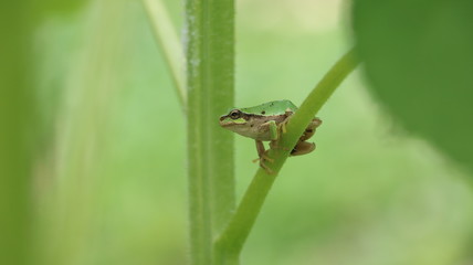 カエル