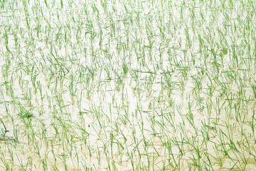 Rice field in Thailand.