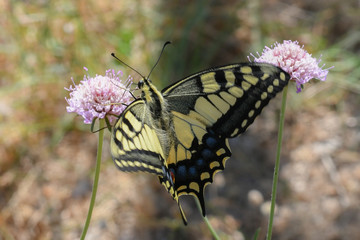 Machaon