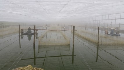 Green house fish farm in China