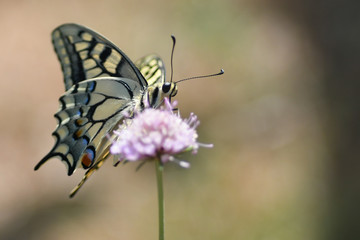 Machaon