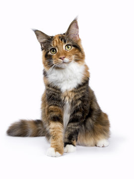 Young Maine Coon cat / kitten sitting isolated on white background