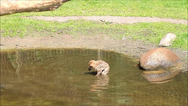 baby monkey Macaca sylvanus at a pond
