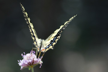 Machaon