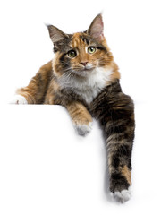 Young Maine Coon cat / kitten laying with paws hanging down from edge isolated on white background