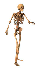 3D Rendering Human Skeleton on White