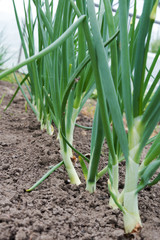 Fototapeta premium Growing onions.