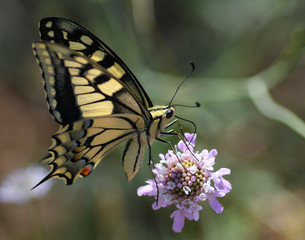 Machaon