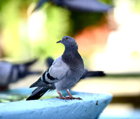 Pigeon on the fountain