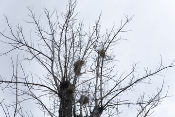 The background of dry branches with bird's nest with blue sky, white.