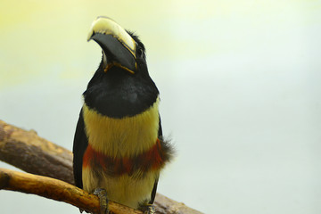 the toucan sits on a branch