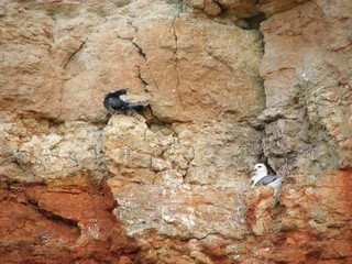 nature birds nesting Hunstanton cliffs  England rock