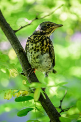 Young Fieldfare.  Fieldfare fledgling (Turdus pilaris) waiting for parents.