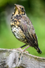 Young Fieldfare.  Fieldfare fledgling (Turdus pilaris) waiting for parents.