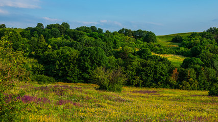 Obraz premium Meadow sky and forest