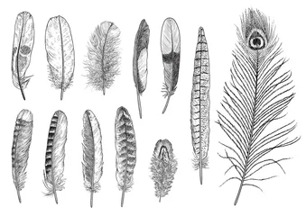 Tableaux sur verre Plumes Collection of feather illustration, drawing, engraving, ink, line art, vector