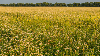 Blooming buckwheat in a field