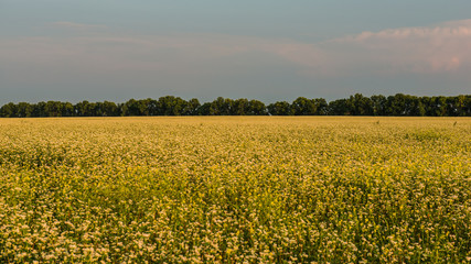 Fototapeta na wymiar Blooming buckwheat in a field