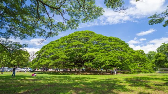Time-lapse of Giant Monky Pod Tree with people visited on June 24, 2017 in Kanchanaburi, Thailand