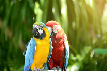 Blue - Gold Macaw and Scarlet Macaw parrot on naatural green background.