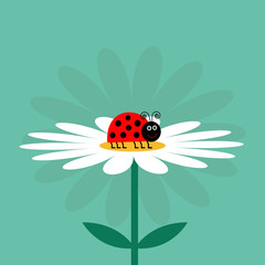 Fototapeta premium Ladybug Ladybird insect. White daisy chamomile. Cute growing flower plant collection. Love card. Camomile icon. Cartoon character. Flat design. Green background. Isolated.