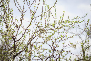 Sparrows are sitting on the branches of a blossoming tree. Birds tweet in the trees in the early spring. The heyday of spring.