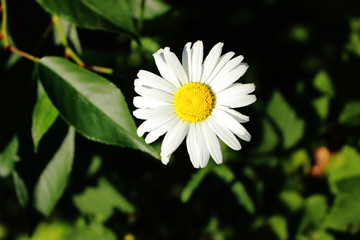 Fototapeta premium Daisy flower in the garden