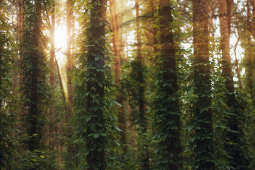 Sun rays pour into the summer forest, creating a dramatic atmosphere