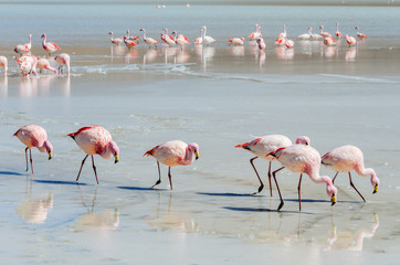Flamingo lane on the lake, Altiplano, Bolivia, South America