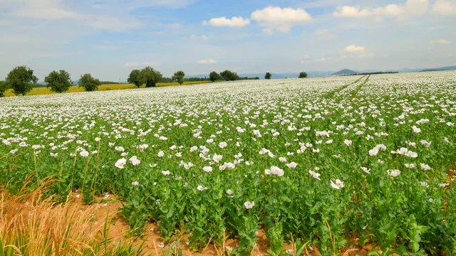 View over white poppy flowers moving in the wind. Filed with poppy blossoms and green poppy heads in background. From papaver somniferum is extracted raw material for opium and many refined opiates. 