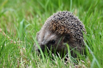 Igel auf einer Wiese 