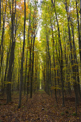 Fototapeta premium Trees leaving to infinity in an autumn forest
