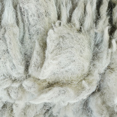 wool sheep background texture,is raw material.