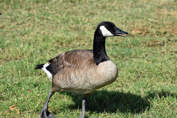Canada Geese in Hot Texas Park