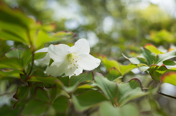 シロヤシオの花