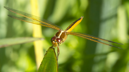  A Needham’s Skimmer (Libellula needhami) dragonfly at Kenilworth Park and Aquatic Gardens in Washington, DC.