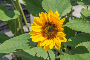 Sunflower close up with one in the middle.