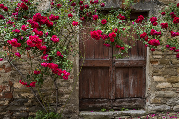 Fototapeta na wymiar Roses and Old Door in Mombaldone