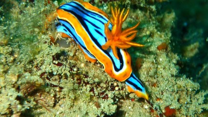 sea slug in Sri lanka underwater
