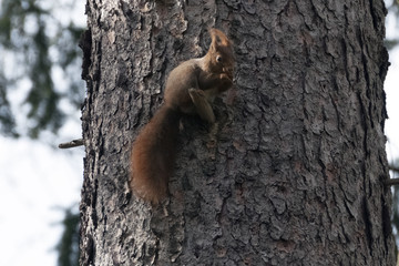 Eichhörnchen
