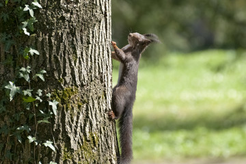 Eichhörnchen