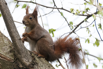 Eichhörnchen