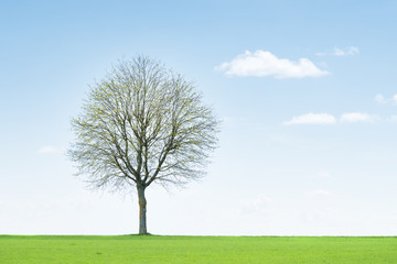 Fototapeta na wymiar arbre pré champ horizon printemps branche tronc nature campagne respirer air pur pollution environnement