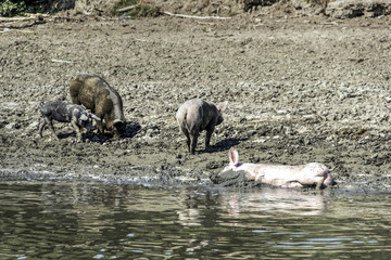 Domestic pigs wander along the riverbanks cooling down in the water and seeking food