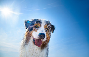 Portrait von einem nassen Australian Shepherd vor blauen Himmel und Sonne - 162638192