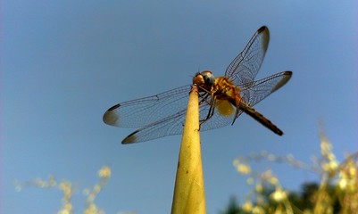 Dragonfly