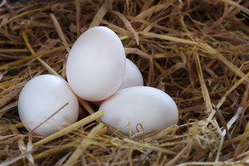 Group of fresh duck eggs in nest of hay at farm