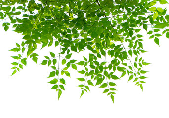 Obraz premium leaf on white background